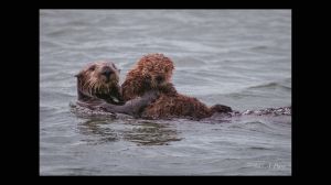 Southern Sea Otter Mom with Baby